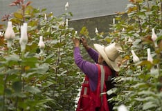 Floristas pierden 50% de su producción por heladas en Huancayo