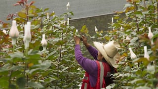 Floristas pierden 50% de su producción por heladas en Huancayo