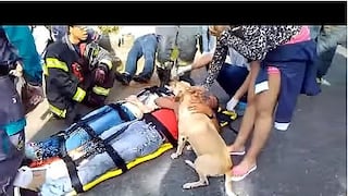 ​¡Conmovedor! Perro socorre a su amo luego de que este sufriera un accidente (VIDEO)