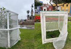 Destruyen árbol de la Quina en plena Plaza de Armas de Trujillo