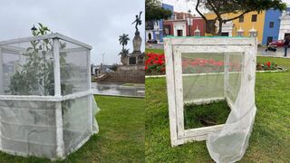 Destruyen árbol de la Quina en plena Plaza de Armas de Trujillo