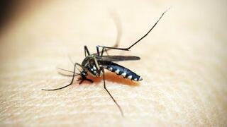 ¿Sabías que el dengue se transmite más por la picadura de un mosquito hembra?