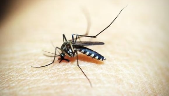 El dengue puede matar a las personas si no reciben un adecuado tratamiento