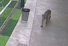 Chincha: puma andino está libre y es un potencial peligro para personas y animales