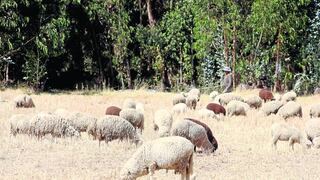 Extraña matanza de ovinos causa sozobra en ganaderos de Pasco