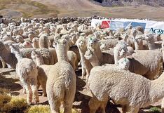 Arequipa: Distrito cayllomino de Callalli en riesgo por falta de agua y pasto