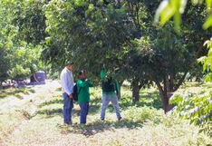 Ica: monitorean para afrontar el pulgón amarillo que vendría afectando al cultivo de pecano