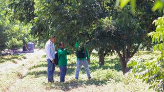 Ica: monitorean para afrontar el pulgón amarillo que vendría afectando al cultivo de pecano