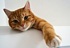 Día del gato: Señales en su comportamiento que pueden alertar problemas en su salud