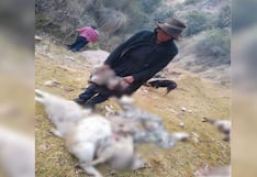 Ayacucho: Densa neblina ocasiona caída de 80 ovejas al abismo y deja a familia sin sustento