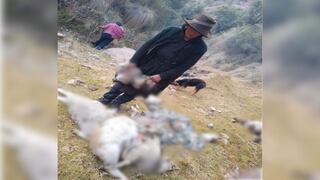 Ayacucho: Densa neblina ocasiona caída de 80 ovejas al abismo y deja a familia sin sustento