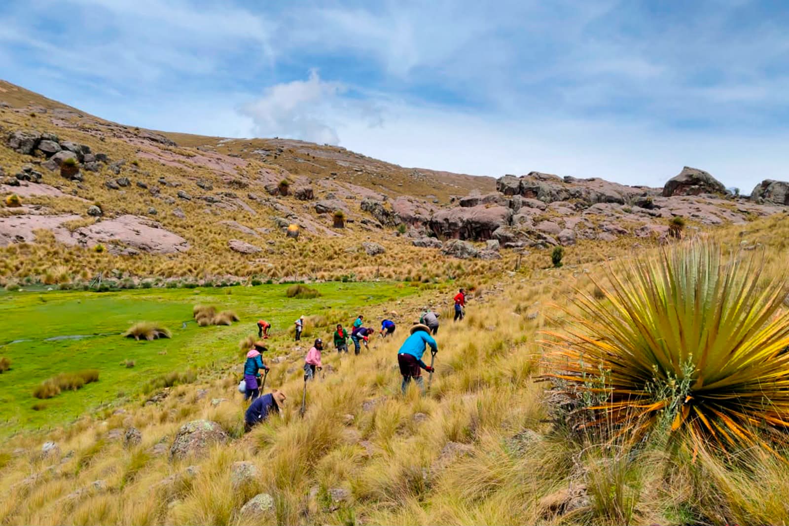 La Libertad: Reforestan con más de 140 mil plantones de pino la cuenca del río Virú-Huamanzaña