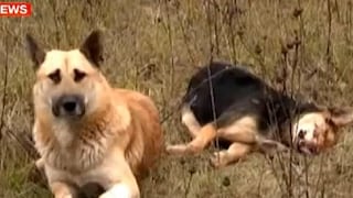 Video: Perro 'veló' el cadáver de su compañera por una semana