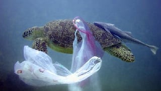 Ecuador prohíbe usar bolsas y vasos plásticos en las Islas Galápagos
