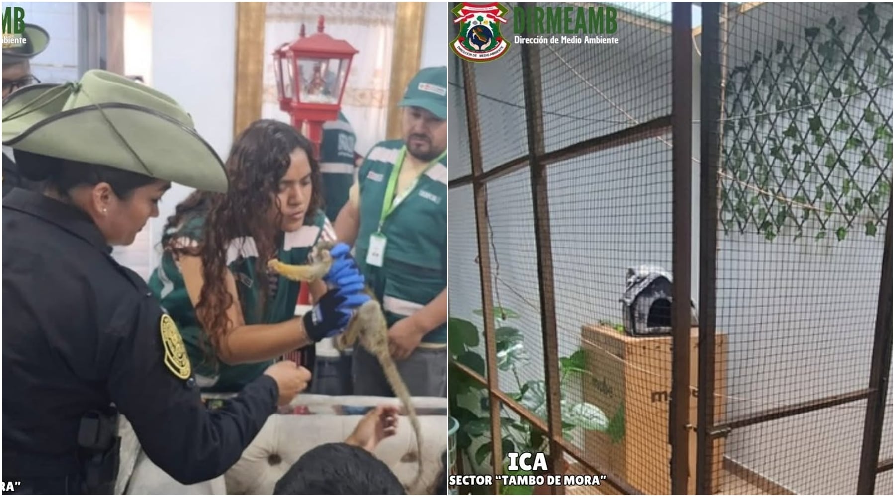 Pisco: rescatan a mono fraile mantenido en cautiverio sin autorización en Paracas