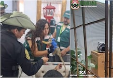Pisco: rescatan a mono fraile mantenido en cautiverio sin autorización en Paracas