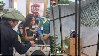 Pisco: rescatan a mono fraile mantenido en cautiverio sin autorización en Paracas