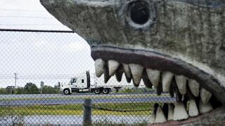 EEUU: Niño de 12 años pesca tiburón de 2,5 metros 