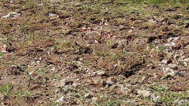 Orificio en canal de regadío de Cayma inundó terrenos de cultivo y malogra 10 mil kilos de papa