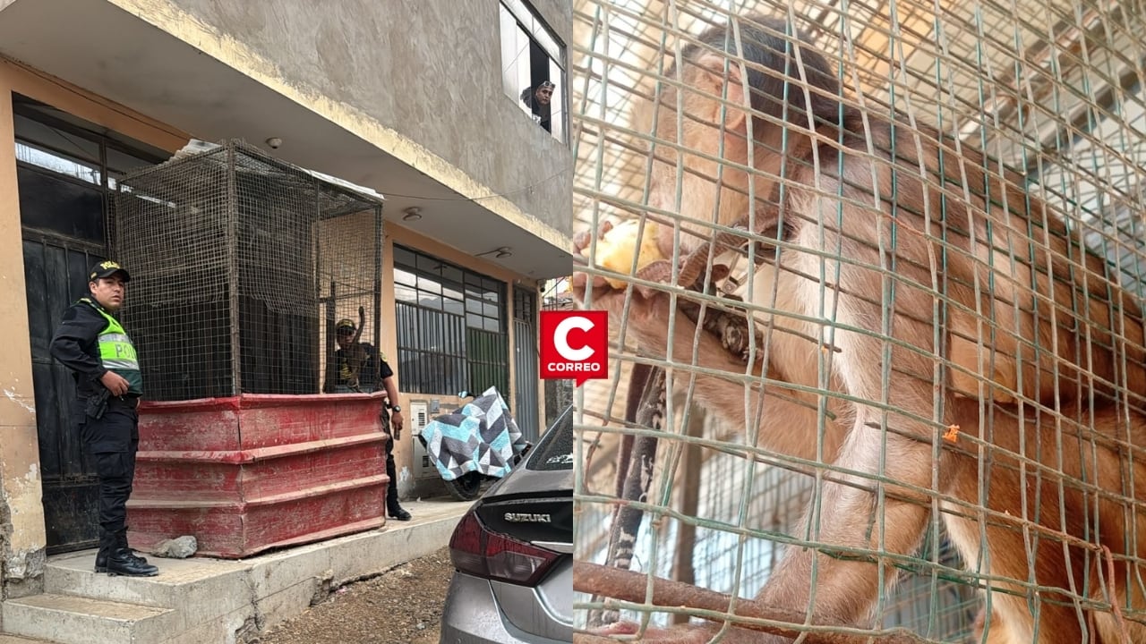 Carabayllo: rescatan mono machín blanco que vivía enjaulado y en pésimas condiciones. Composición: Diario Correo.