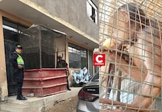 Carabayllo: rescatan mono machín blanco que vivía enjaulado y en pésimas condiciones frente a una vivienda