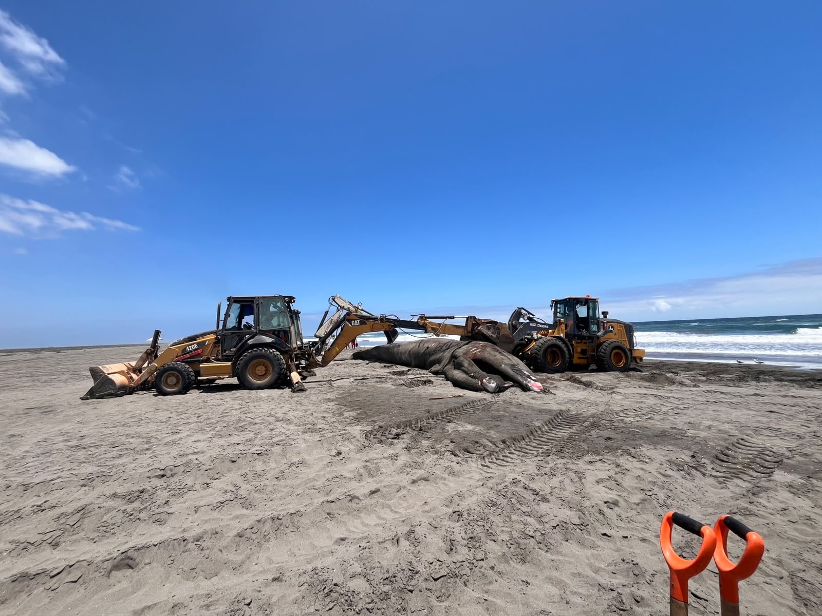 Entierran ballena que murió tras quedar varada por más de un día en una de las playas de Islay. Foto: Municipalidad de Dean Valdivia.
