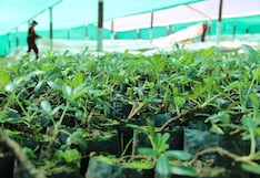 Un millón de plantas nativas para combatir el cambio climático en Cusco