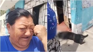 Ica: denuncian muerte de mascota tras ser atropellada por volquete en Parcona