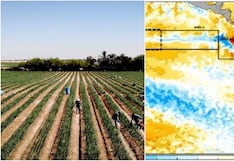 Ica: JUASVI informa a agricultores ante posible El Niño Costero débil desde marzo de 2026