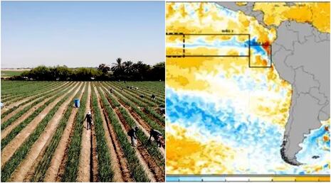 Ica: JUASVI informa a agricultores ante posible El Niño Costero débil desde marzo de 2026