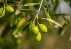 Día del Olivo: tres formas de aprovechar el aceite de oliva en tu vida diaria