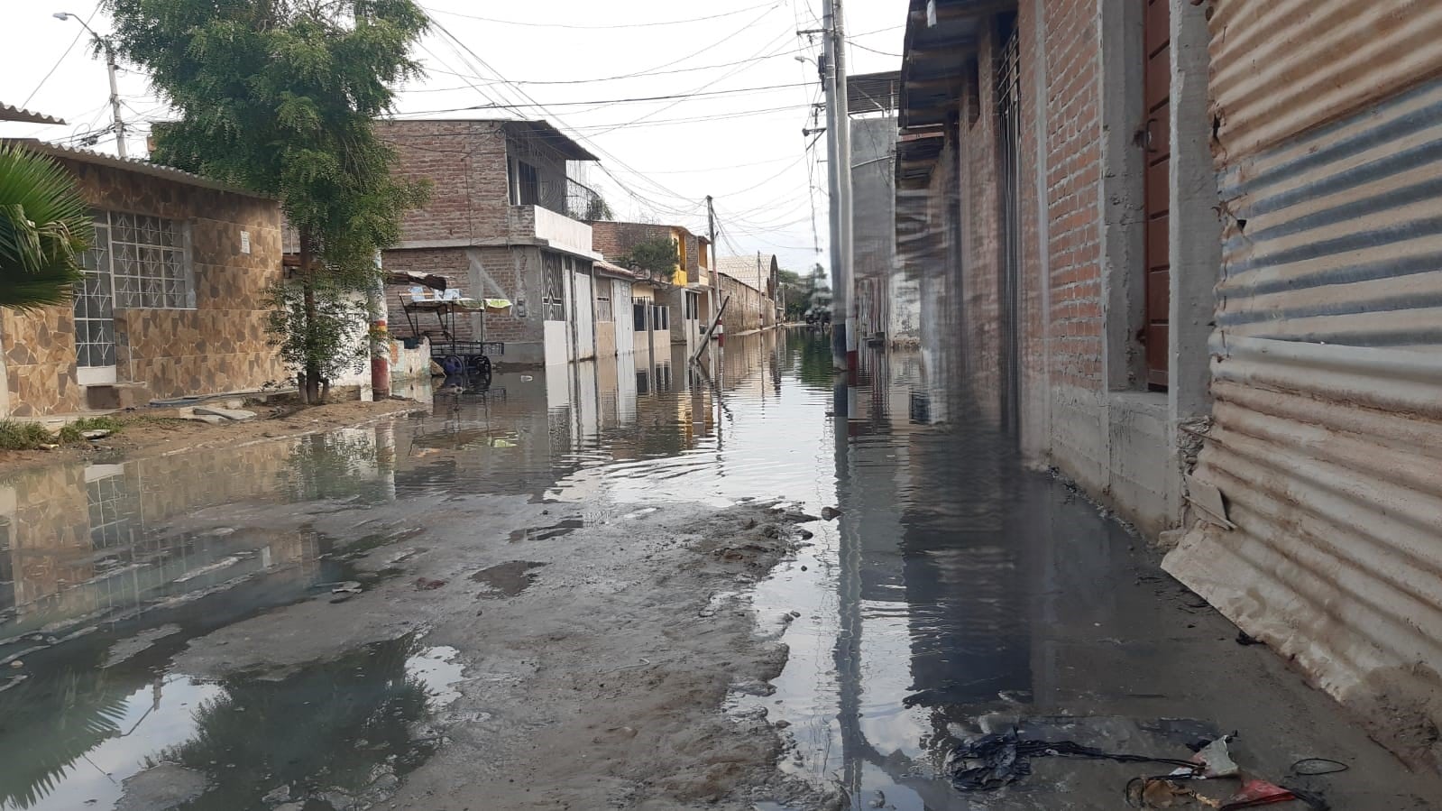 Aguas estancadas representan un riesgo para contraer la leptospirosis