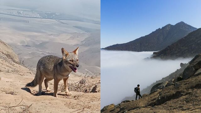 Trujillo: Imponente colchón de nubes y avistamiento de zorros durante ascenso al Cerro Ochiputur