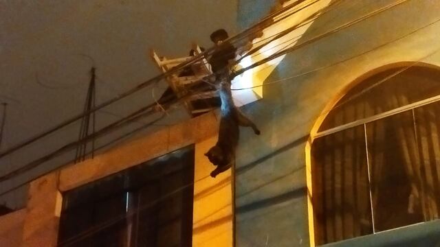 Mira como serenos rescatan a gato atrapado en cables de electricidad en Tacna (VIDEO)