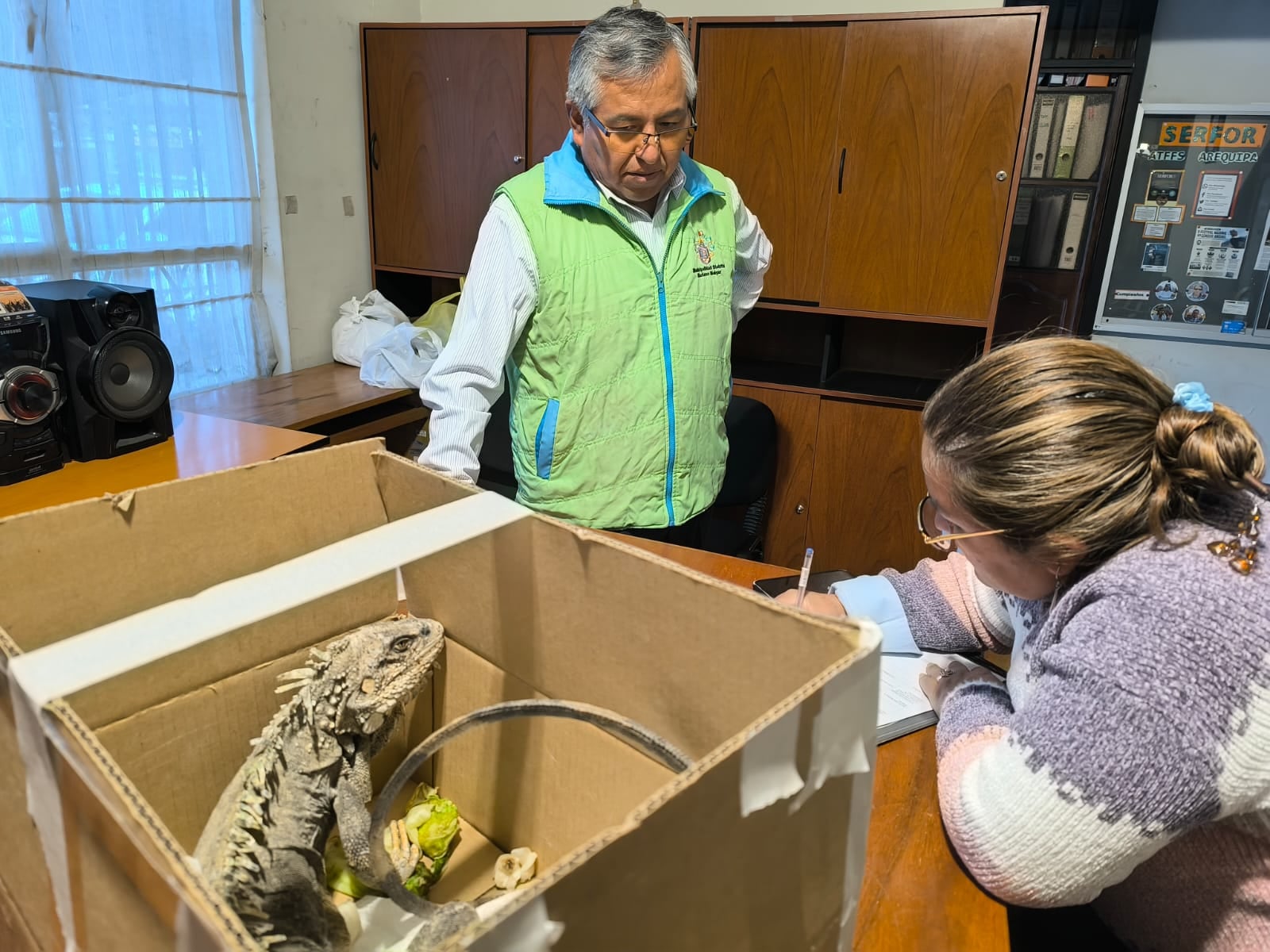guana quedó bajo la custodia de Serfor (Foto: Municipalidad de Mariano Melgar)