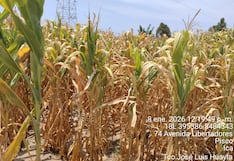 Pisco: por prolongada ausencia de agua se pierde más de 100 hectáreas de cultivo