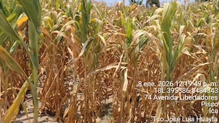 Pisco: por prolongada ausencia de agua se pierde más de 100 hectáreas de cultivo