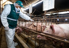 Ica se consolida como tercer productor de carne porcina en el Perú