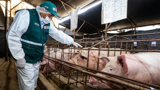 Ica se consolida como tercer productor de carne porcina en el Perú