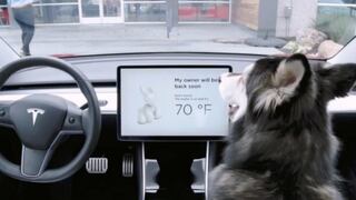 Conocida marca de autos se hace “pet lover” y estrena su “Modo Perro” (VIDEO)