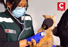 Junín: Zorro abandonado en caja de frutas fue rehabilitado por Serfor y vuelve a la naturaleza