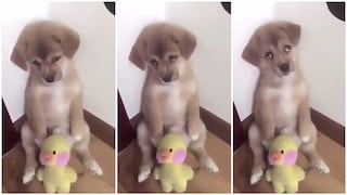 Facebook: la tierna reacción de un perrito al ser castigado por su dueño (VIDEO)
