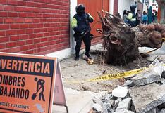 Temporal causa estragos en Arequipa: Ráfagas de viento derribaron árboles y un local de Pronoei