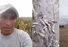 Nasca: agricultor pierde sus sembríos por S/40 mil tras desborde del río