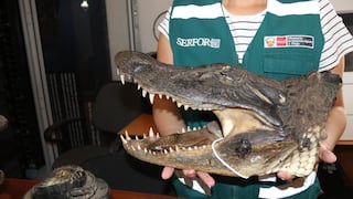 Incautan y donan restos de reptiles al museo de la UNSA en Arequipa
