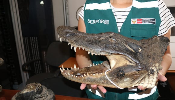 Cabezas de cocodrilo y caimán fueron incautados en una  feria en Atico, Caravelí