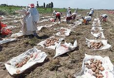 Protesta de mineros en Arequipa: Cosecha de papa, cebolla y ajo está en peligro