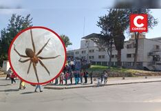 Mujer muere en Arequipa tras mordedura de una araña casera en el rostro (VIDEO)