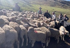 Frío extremo de 12 grados bajo cero mata 80 cabezas de ganado ovino en dos provincias de Junín
