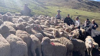 Frío extremo de 12 grados bajo cero mata 80 cabezas de ganado ovino en dos provincias de Junín